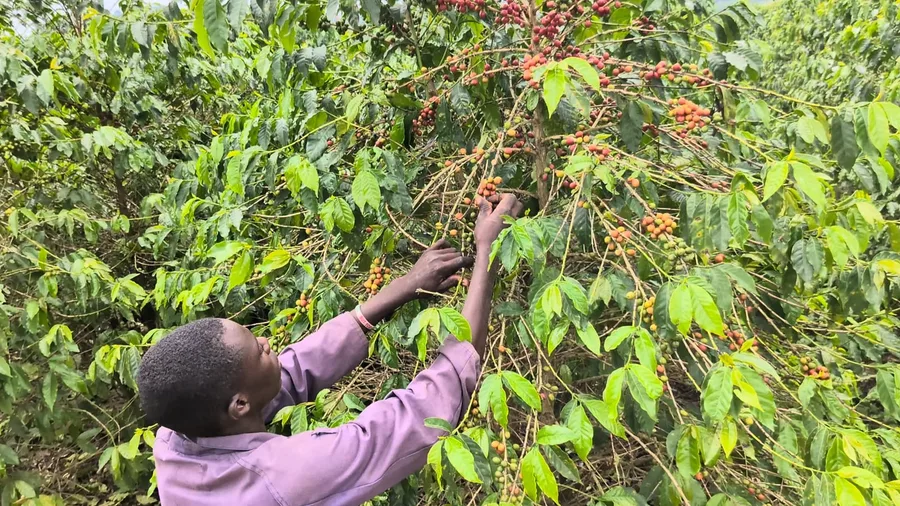A picker reaching into a coffee tree heavy with ripening red and green cherries in an Inspire Africa estate block