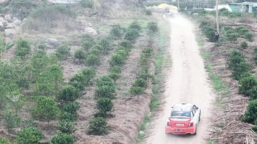 Aerial view of a rally car running the stage between coffee rows