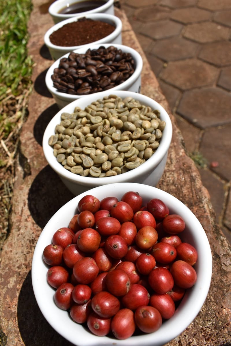 Bowls showing coffee at four stages: red cherry, green bean, roasted bean and ground coffee