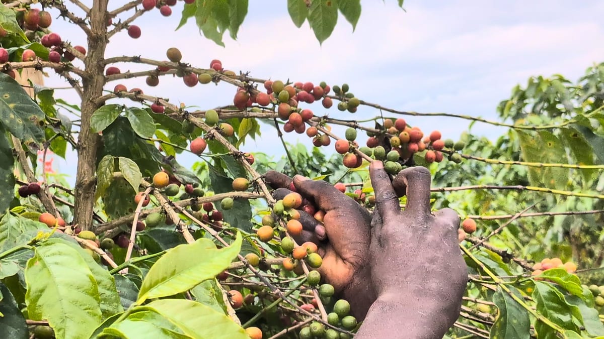 A hand cupping a branch of red and green coffee cherries