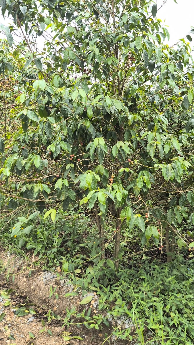 A single mature coffee tree standing in an estate block