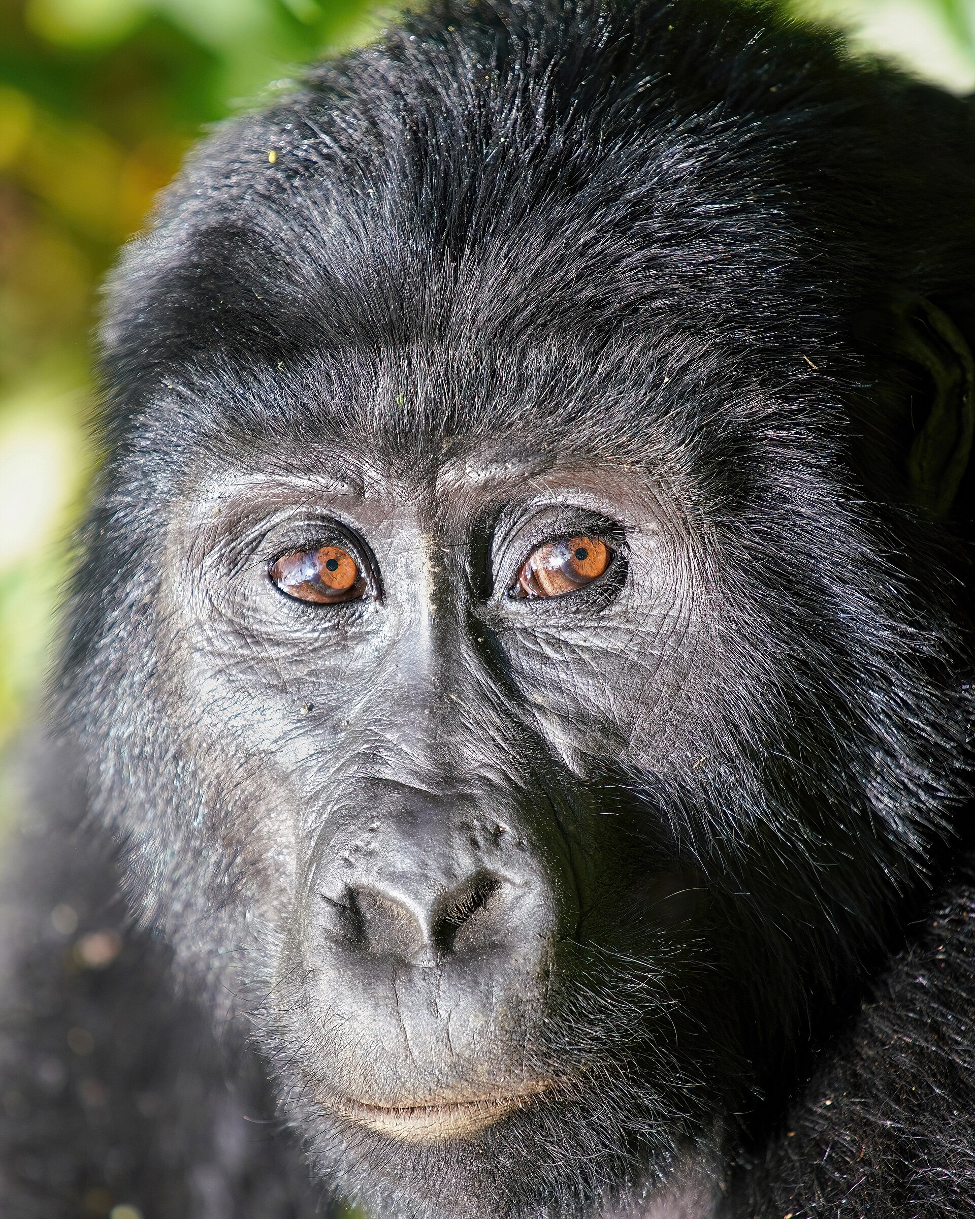 Mountain gorilla in Bwindi Impenetrable National Park, Uganda