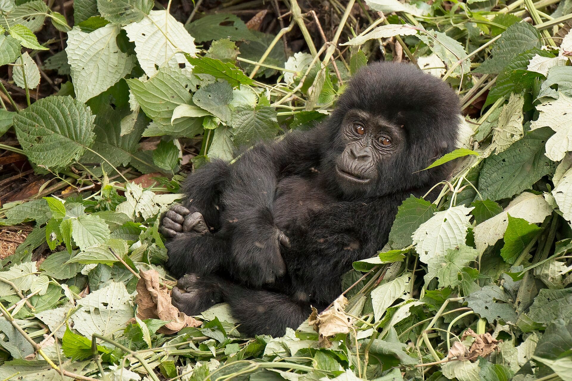 Young mountain gorilla in Bwindi