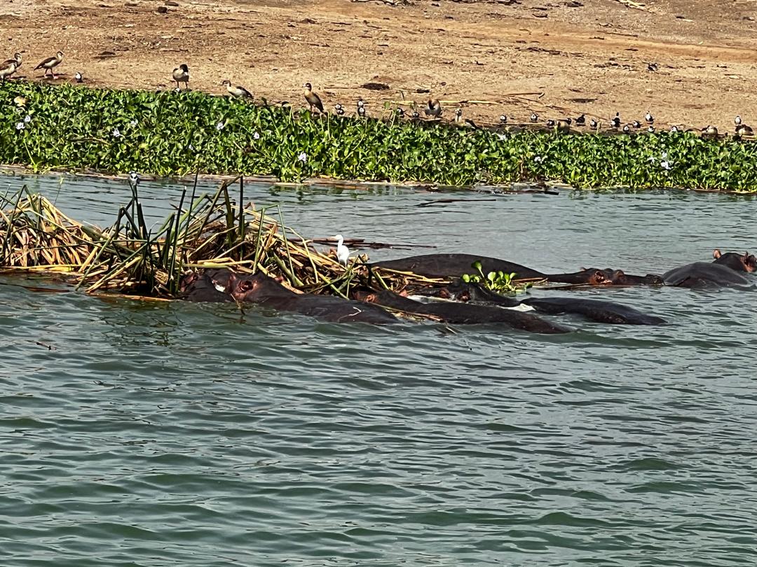 Hippos in the Kazinga Channel