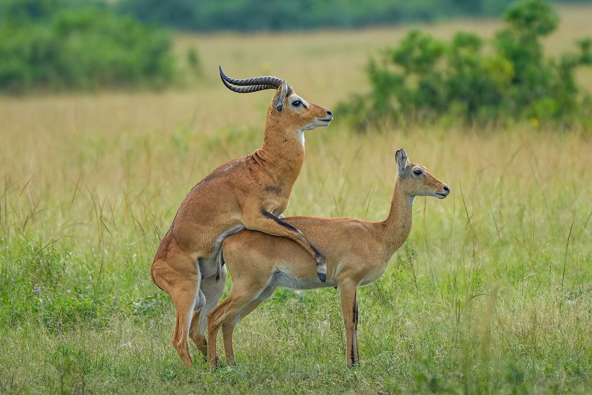 Uganda kob in Queen Elizabeth National Park